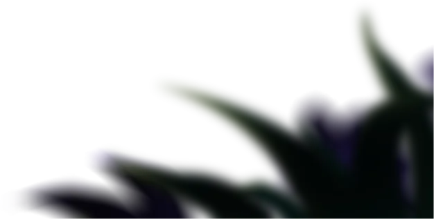 bush